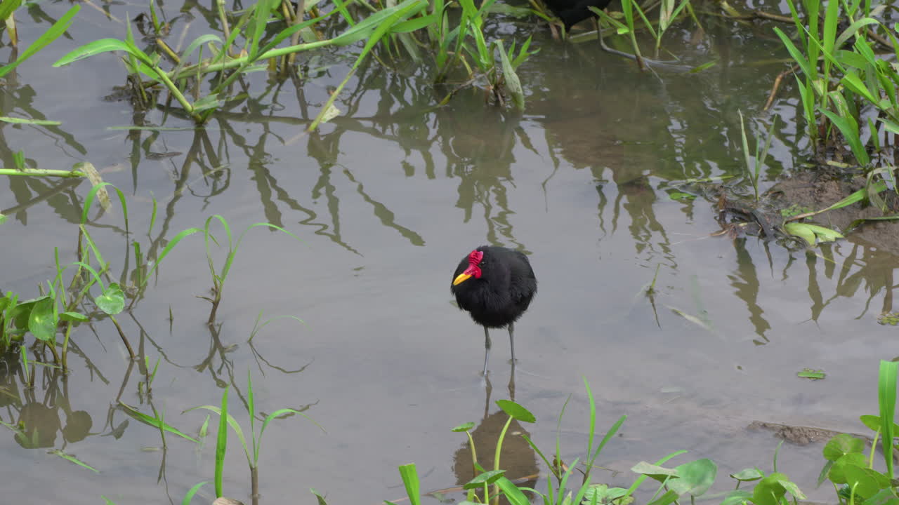Slow motion shot of a wattled jacana bathing itself in the Gatun Lake