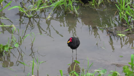 slow motion shot of a wattled jacana bathing itself in the gatun lake