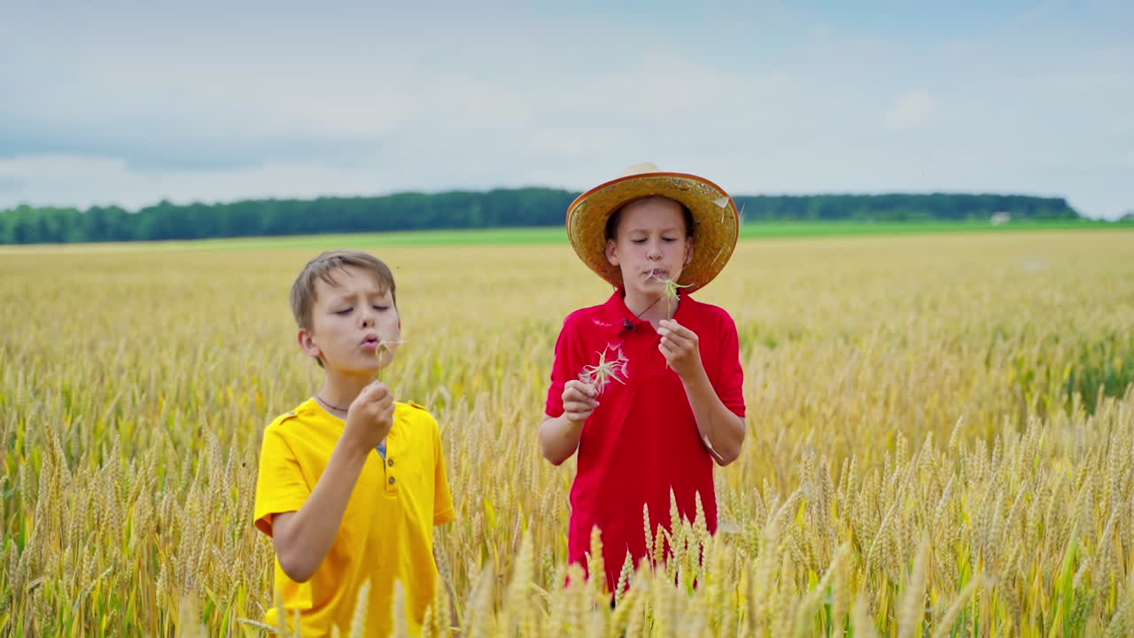 Boys blow white dandelions. Children stand on yellow field and having great time together. Summer holidays in the countryside.