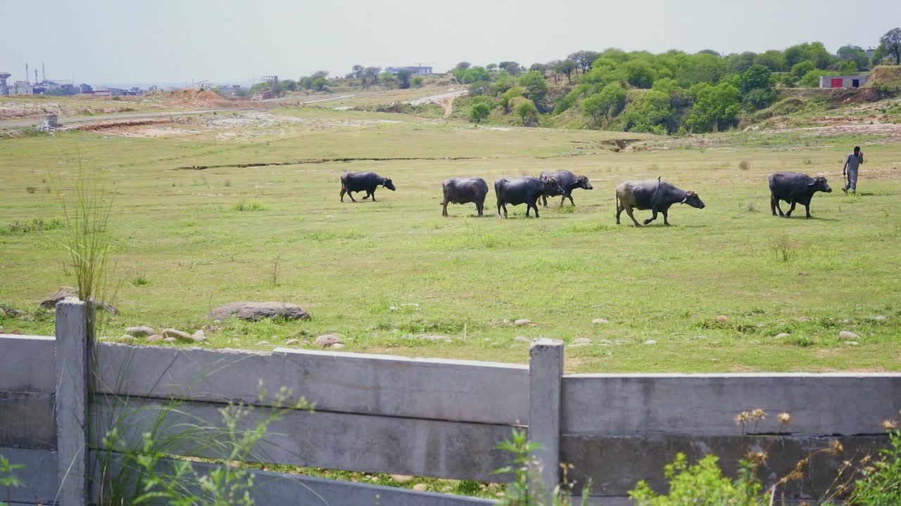 농장 들 에서 농민 이 버팔로 들 에게 먹이 를 주는 느린 동작 의 모습