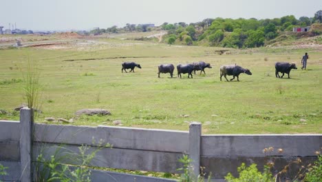 Una-Vista-En-Cámara-Lenta-De-Un-Aldeano-En-Un-Campo-Agrícola-Y-Alimentando-A-Los-Búfalos