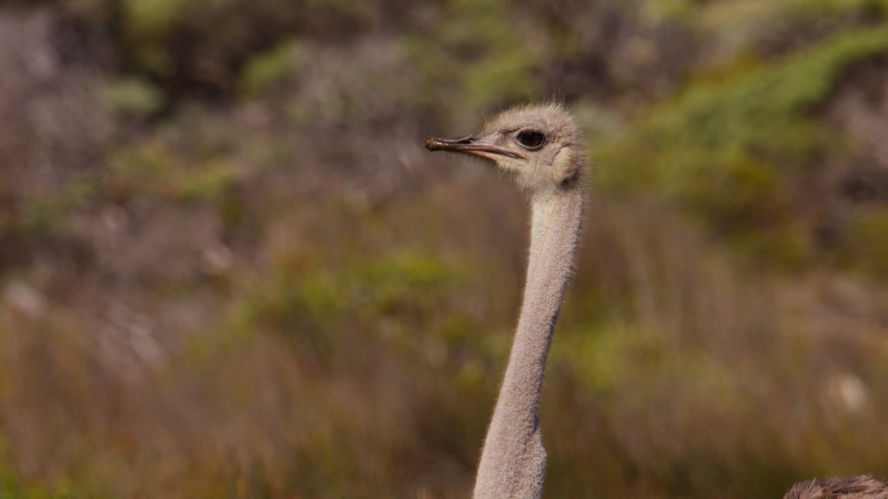 Primo piano sul collo lungo e sulla testa di uno struzzo nel Parco Nazionale di Table Mountain