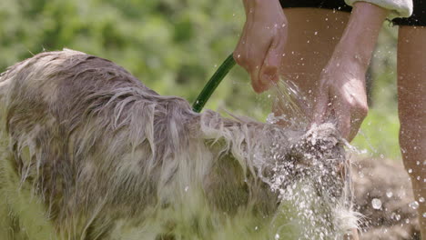 dog bathing - husky and collie mix head rinsed with hose, slow motion