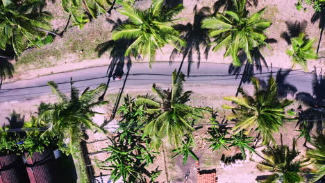 Driving-scooter-on-rural-asphalt-road-below-windblown-palm-trees,-Bali