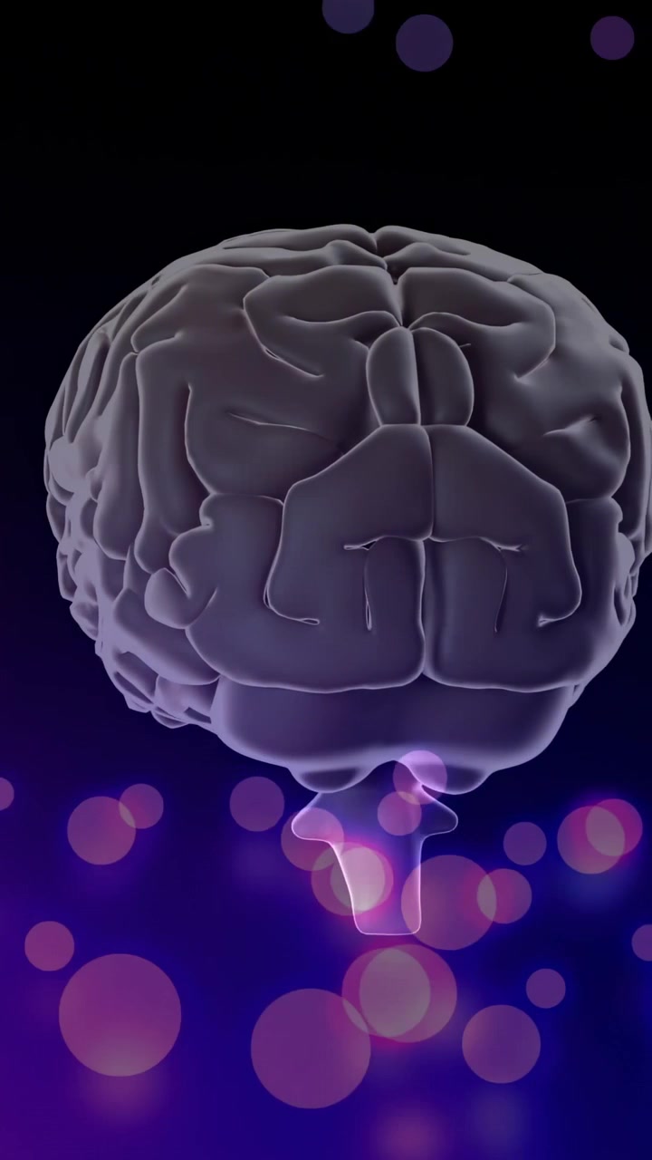 Vertical video: On start, 3D brain rotating clockwise, revealing brainstem and highlighting anatomy