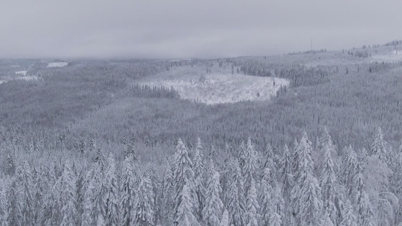 새하얀 눈으로 덮인 마법 같은 얼음 겨울 숲, 공중 드론 보기