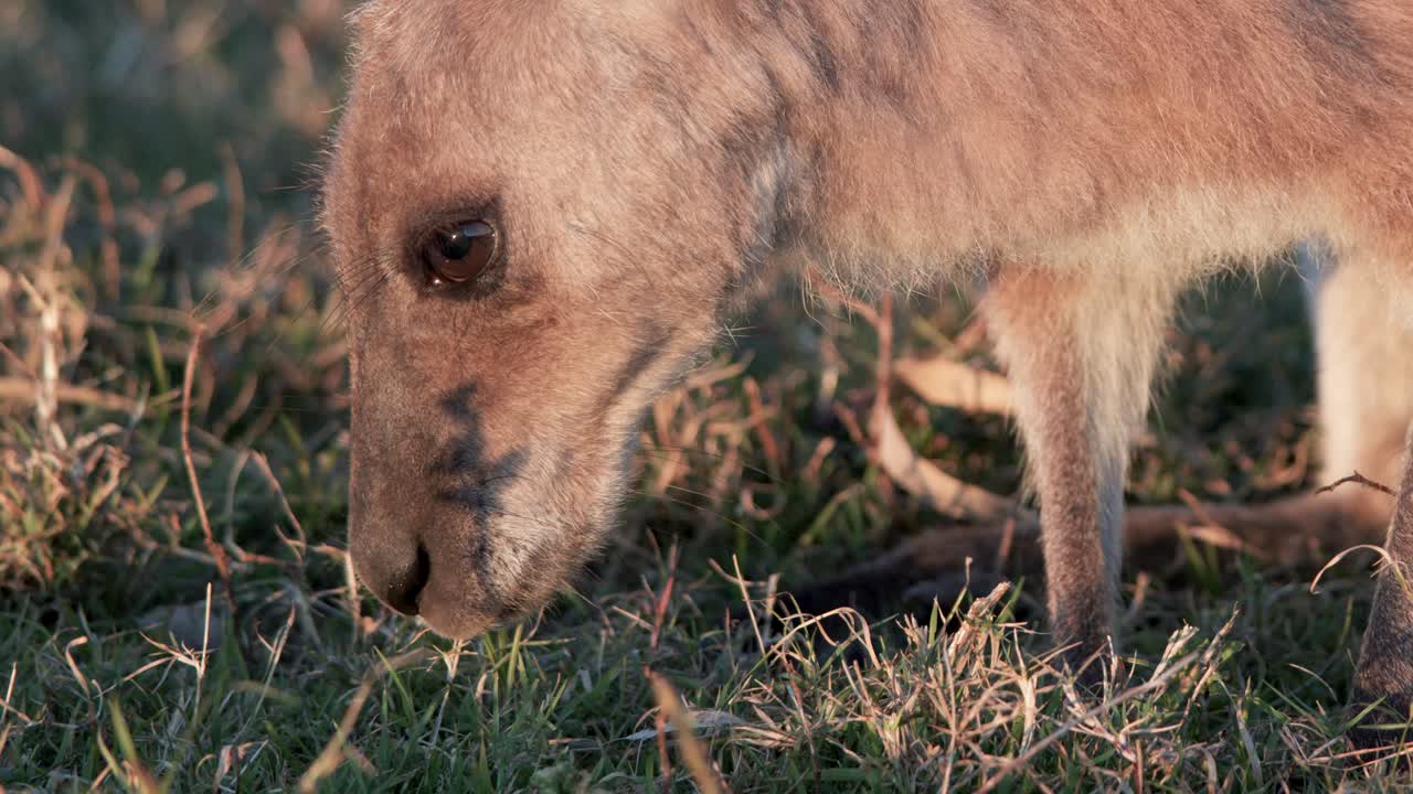 A juvenile kangaroo feeds on grass in warm sunset light, captured in a close-up shot with shallow depth of field and gentle camera movement
