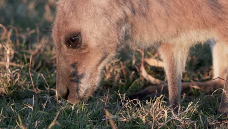 a juvenile kangaroo feeds on grass in warm sunset light, captured in a close-up shot with shallow depth of field and gentle camera movement
