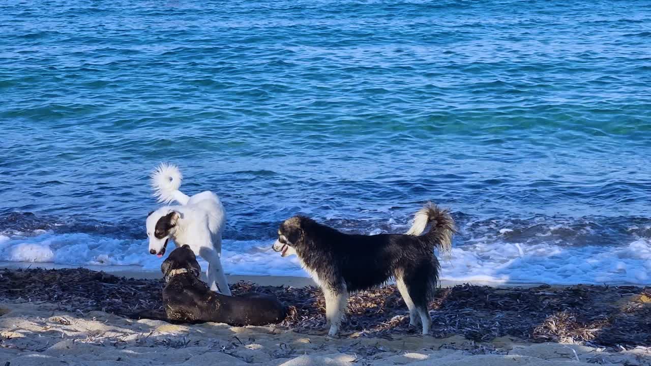 Dogs frolic and interact along the sandy shore of Kriaritsi Beach, Greece, with calm Mediterranean waves in the background and soft late-afternoon sunlight emphasizing their friendship