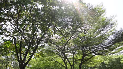 sunlight filtering through moving tree branches.