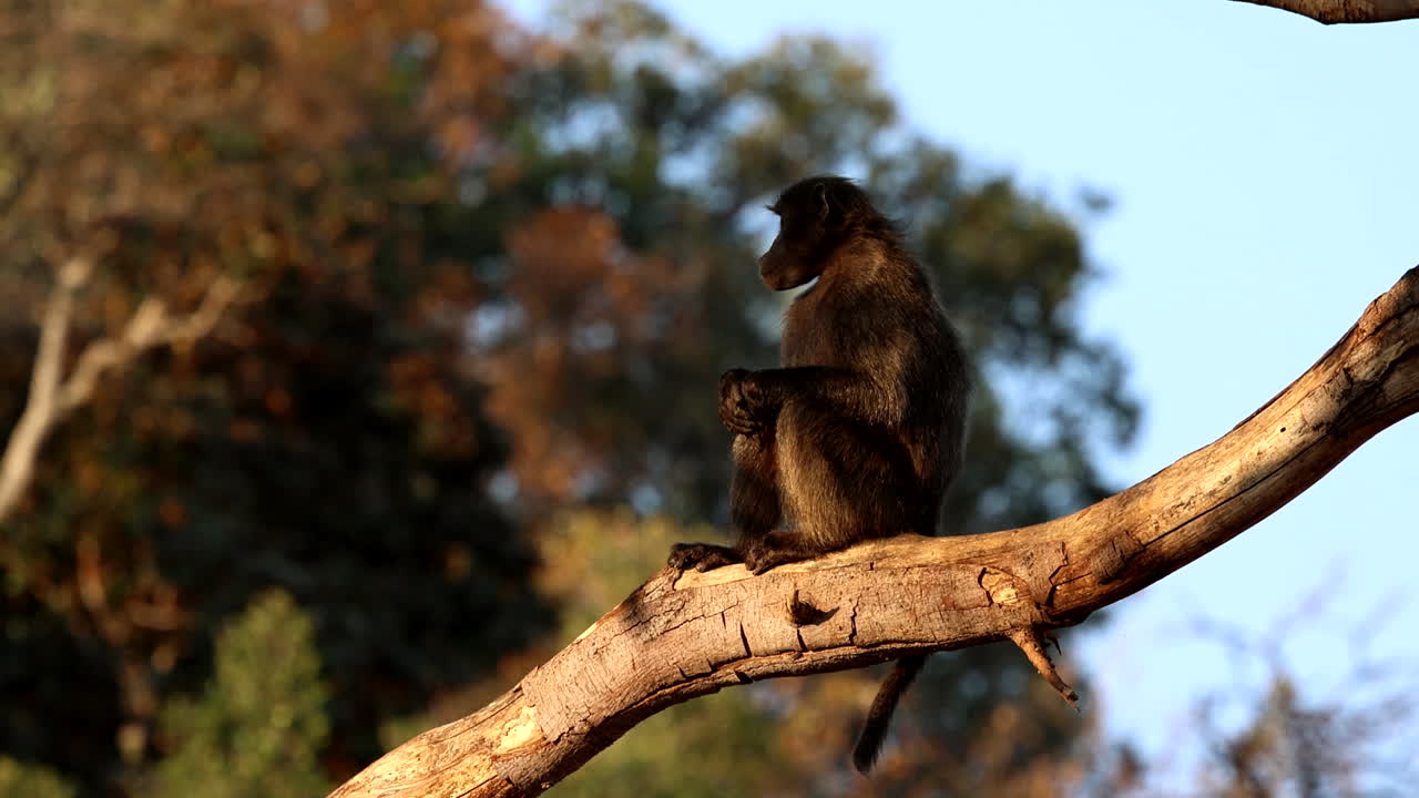 un mono sentado en una rama
