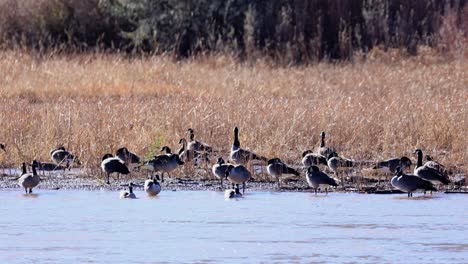 geese flock near river in new mexico