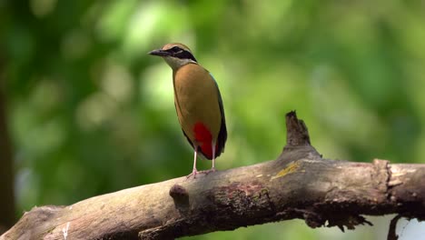 an indian pitta perched on a branch in the chitwan national park in nepal