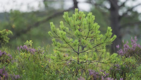 a close-up of the young pine tree surrounded by heather shrubs with colorful pink flowers