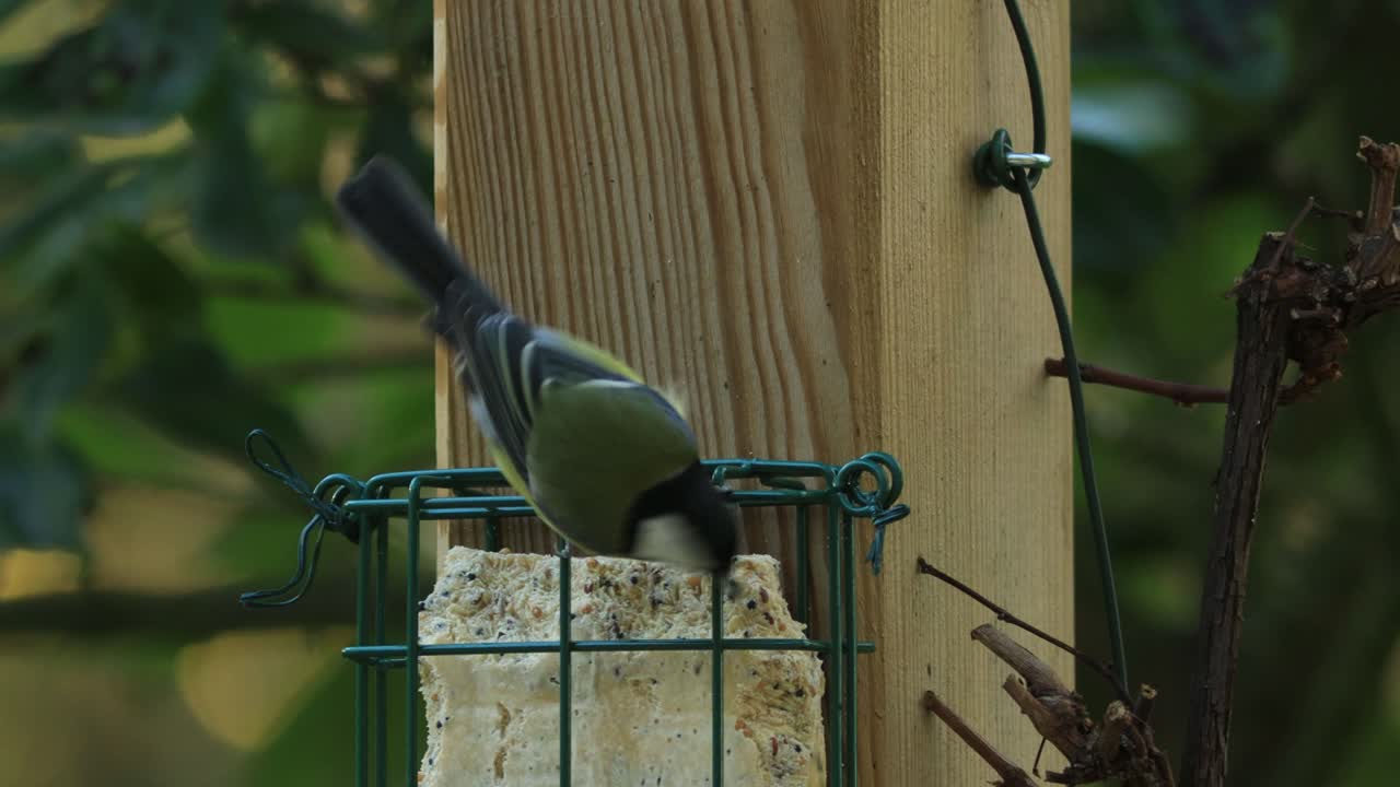 vigilante pequeño negro o gran tit encima de un bloque de grasa lleno de semillas colgando de un pilar con follaje de jardín verde fuera de foco en el fondo