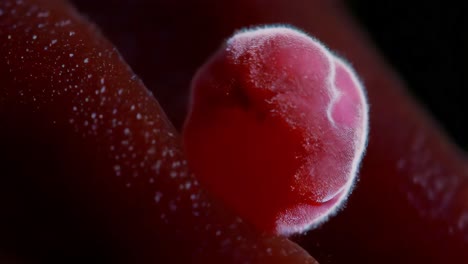 close-up of a red berry