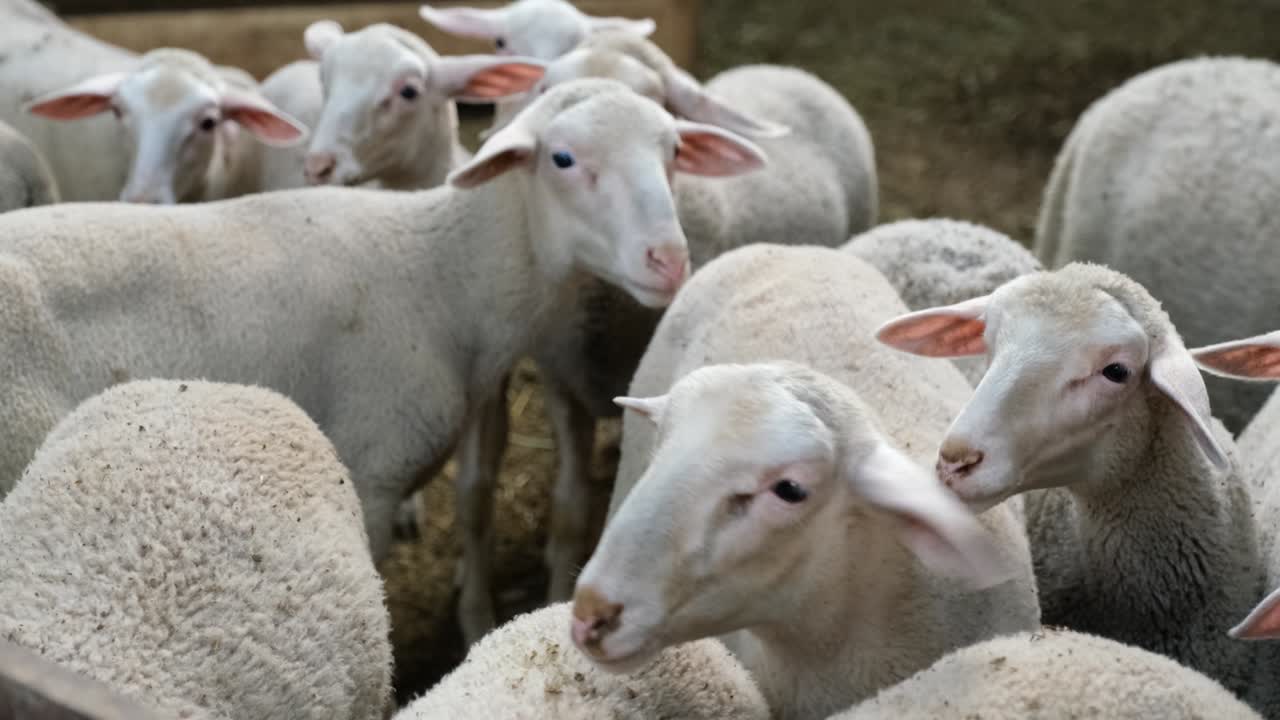 ovejas en una granja de rebaños