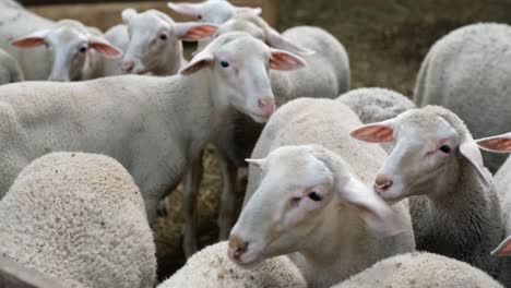 sheeps on a flock farm