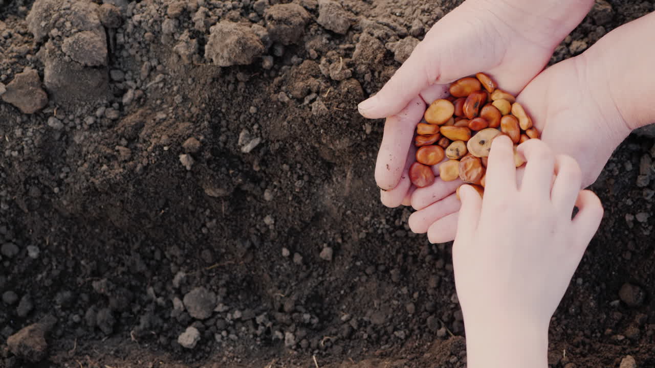 de manos de un anciano agricultor, el niño toma el grano y lo planta en el trabajo del suelo juntos