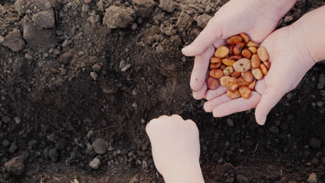 From-The-Hands-Of-An-Elderly-Farmer-The-Child-Takes-The-Grain-And-Plants-It-In-The-Soil-Work-Togethe