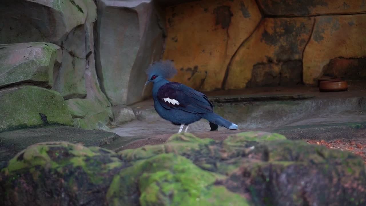 un pájaro de color azul oscuro de aspecto extraño