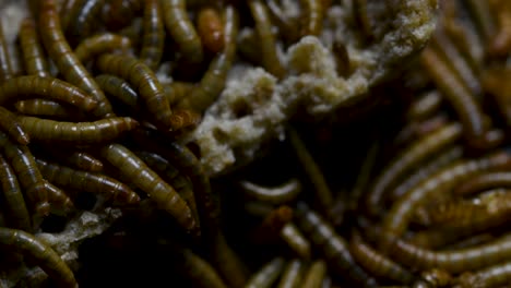 the mealworm is a species of darkling beetle used to feed pets like fish, snakes, birds, and frogs