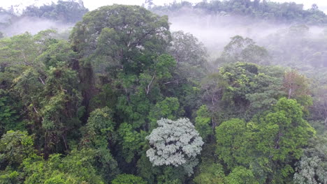 Volando-Hacia-Abajo-Y-Cerca-Del-Dosel-En-El-Parque-Amazónico-Saül-Guiana.-Mañana-Brumosa