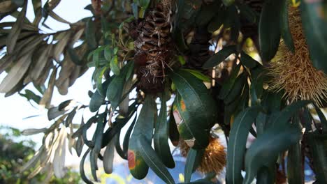 close-up of banksia integrifolia cone and foliage