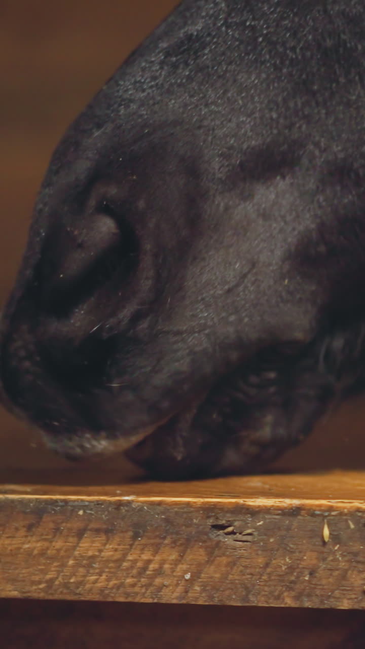 Hungry black horse licks food leftovers on wooden plank on blurred background. Purebred animal stands in stall at farm in countryside closeup