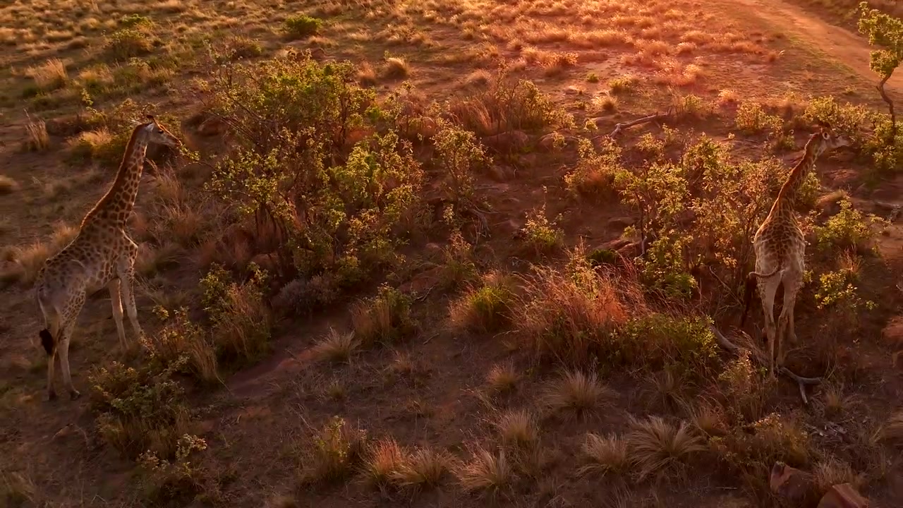 Giraffe family feeds at sunset, capturing a serene and picturesque wildlife moment