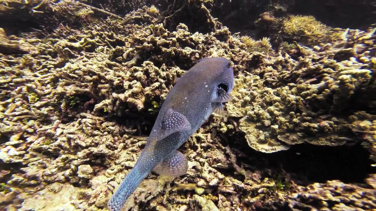 A blue stellate pufferfish (Arothron stellatus) swims over a vibrant coral reef. The scene captures the details of marine life and the vibrant colors of the reef, evoking a sense of awe. Follow shot.