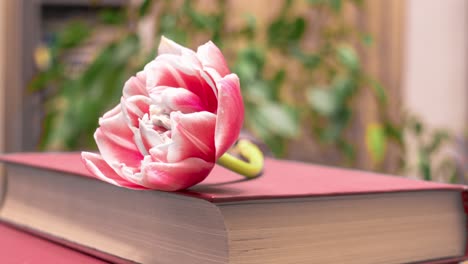 big beautiful tulip signed on the book
