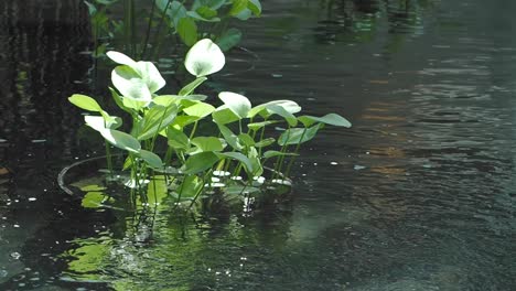 floating plants in a pond