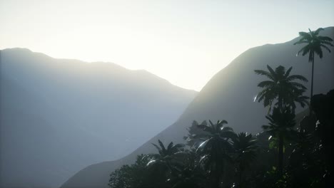 Sunset-Beams-through-Palm-Trees