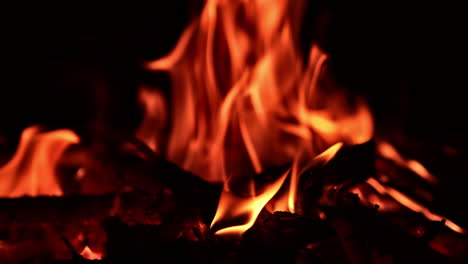 red, orange and yellow flames covering the black wooden sticks. campfire close up. black backdrop.