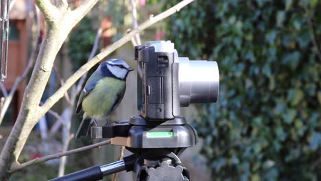 Kleiner-Vogel-Wirft-Einen-Blick-Auf-Die-Kamera,-Die-Sich-Am-Festen-Stativ-Befindet