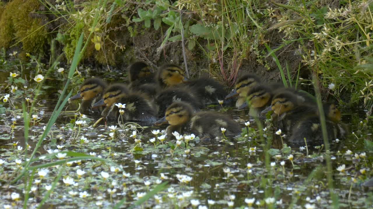 una bandada de patos bebés escondiéndose antes de acostarse