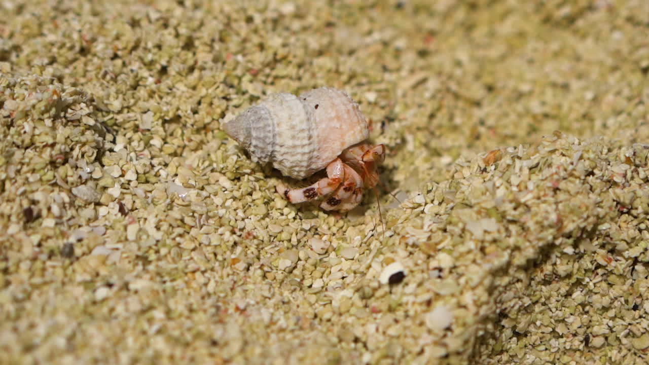 A small hermit crab crawling on a sandy beach in Aitutaki under bright daylight