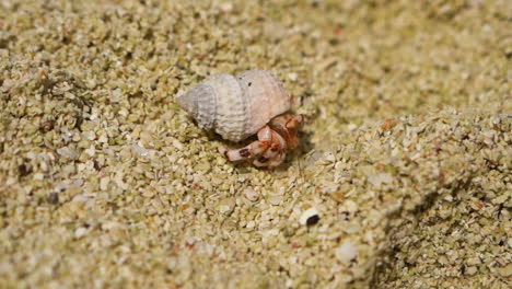 a small hermit crab crawling on a sandy beach in aitutaki under bright daylight