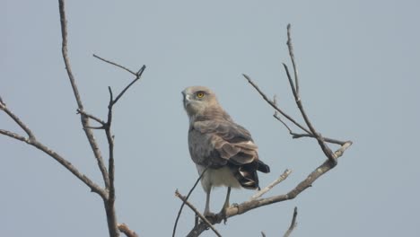 águila esperando comida - caza