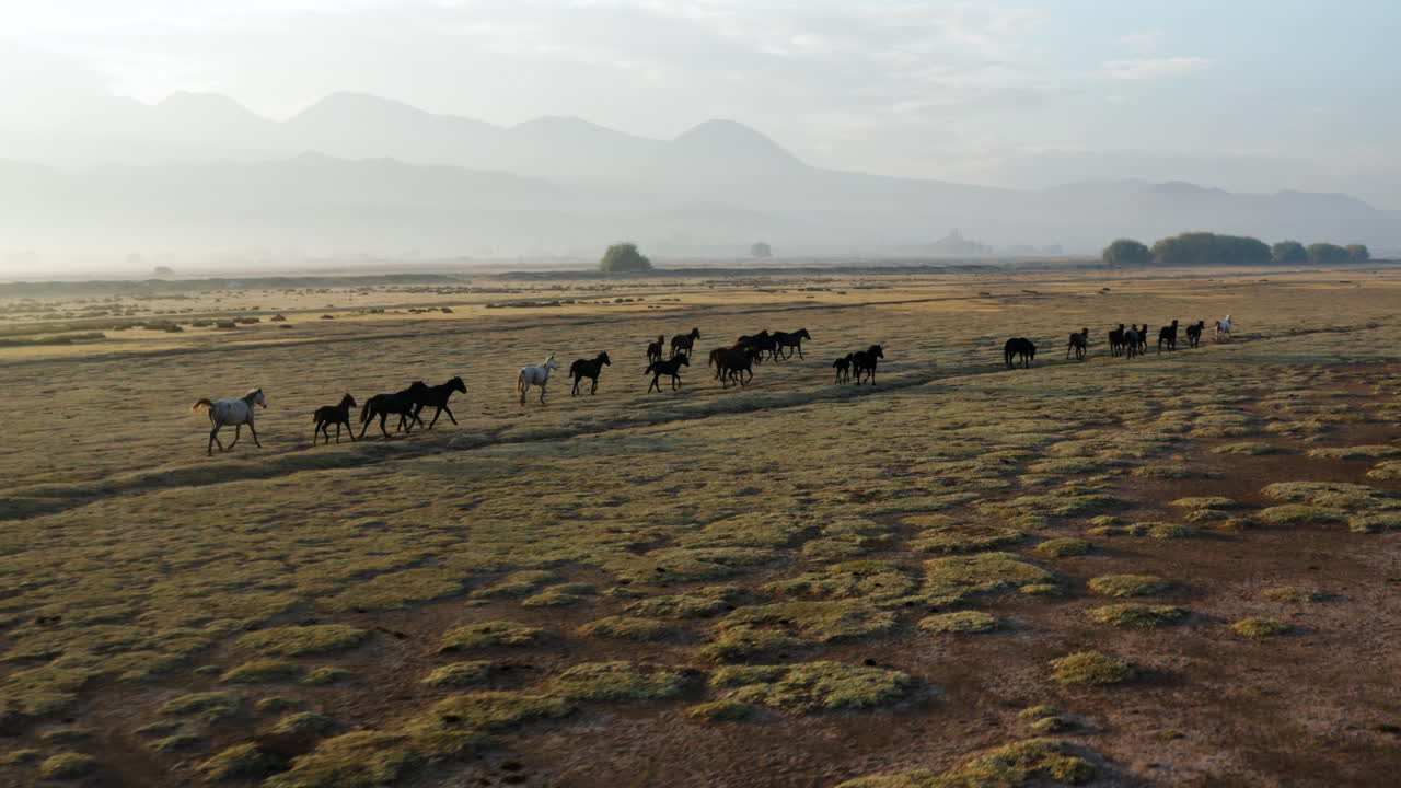 manada de caballos salvajes en el pueblo de hormetci entre capadocia y kayseri turquía al amanecer - disparo de drones
