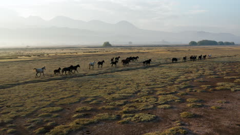 Manada-De-Caballos-Salvajes-En-El-Pueblo-De-Hormetci-Entre-Capadocia-Y-Kayseri-Turquía-Al-Amanecer---Disparo-De-Drones