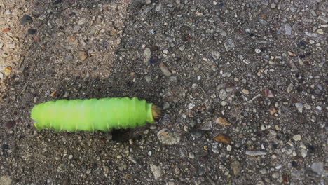 oruga verde lima cruza la acera en un día soleado de verano