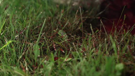 Blood-stains-grass-from-middle-eastern-men-skinning-sheep-meat-to-eat-in-celebration-of-Muslim,-religious-holiday-Ramadan,-Eid-al-Adha-or-Eid-al-Fitr-in-cinematic-slow-motion