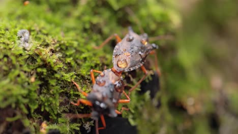 Die-Waldwanze-Oder-Rotbeinige-Schildwanze-(Pentatoma-Rufipes)-Ist-Eine-Art-Der-Schildwanze-Aus-Der-Familie-Der-Pentatomidae,-Die-In-Den-Meisten-Teilen-Europas-Häufig-Vorkommt.-Es-Bewohnt-Wälder,-Wälder,-Obstgärten-Und-Gärten