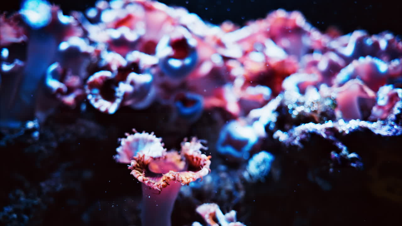 Primo piano di colorate barriere coralline nell'acqua