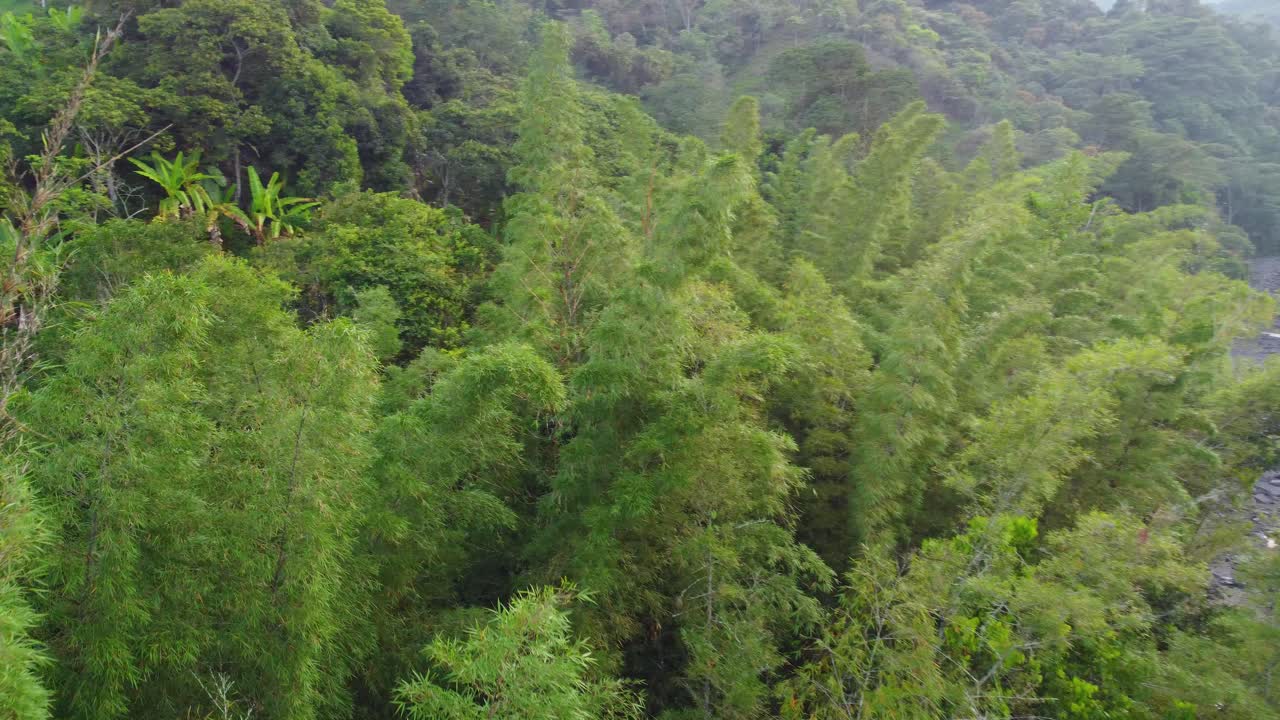 las exuberantes montañas del bosque amazónico junto al arroyo que fluye del rio negro en risaralda colombia
