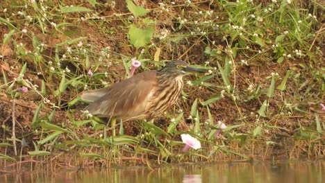 pond heron in pond waiting for pry