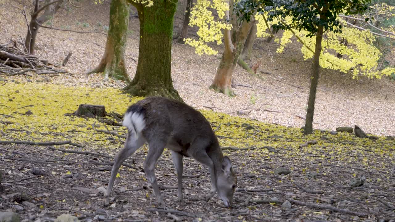 Cautious deer inside fall color landscape searching for food on ground