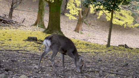 cautious deer inside fall color landscape searching for food on ground